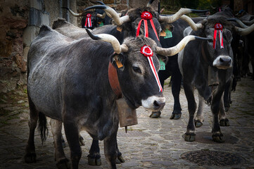 Cattle Fair, carmona, Cantabria. Northern Spain. Cow breed Tudanca.