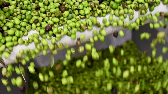 Olives for olive oil being processed on a conveyor belt