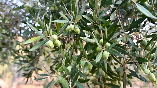 Closeup view of olive branches in slow motion