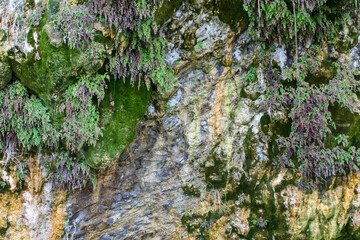 sedimentary rock wall with wet green moss.