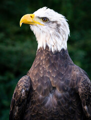 Obraz premium American Bald Eagle posing at raptor show in Auburn Alabama.