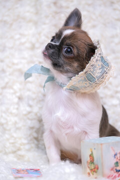 Chihuahua puppy in a hat on a light background.