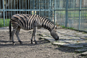 Fototapeta na wymiar zebra in the pen