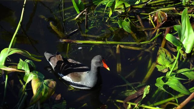 Common Gallinule water bird; Blue Gray with orange and yelllow beak swimming, feeding in tropical pond in native habitat under shade of tree-- late afternoon sun, medium close.