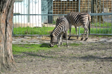 zebra in the pen