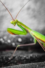 Green mantis close-up on a black and white background
