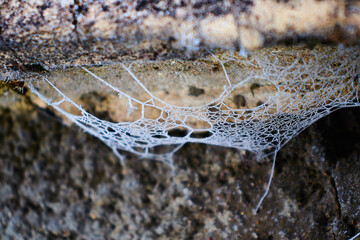 Spider web in hoarfrost on the grass close up
