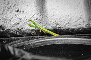 Green mantis sits against the background of a white wall and looks