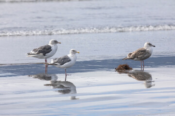 adult seagulls stands on the bank of the oken and is reflected in the water