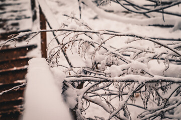 Winter landscape in fir forest and glade in snow