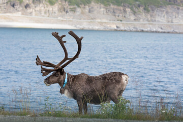 Deer with beautiful horns stands on the banks of the river, Norway