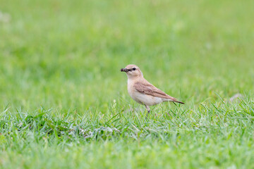 Northern wheatear sits on a grass. Close up