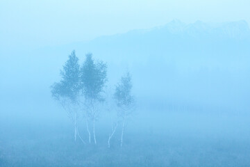 Birch in morning fog at sunrise