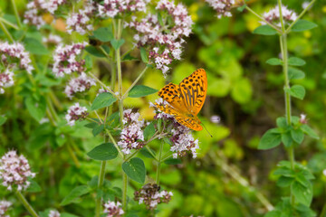 Silver-washed Fritillary butterfly (Argynnis paphia) with open wings sitting on white flower in Zurich, Switzerland