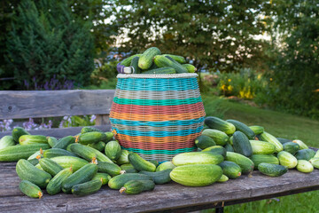 the concept of harvesting. fresh summer vegetables