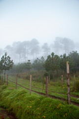 bosque de niebla