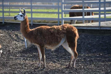 Cercles muraux Lama llama in the pen