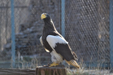 white - shouldered eagle