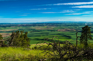 Palouse Rolling Hills in Summer