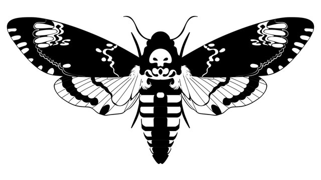 Acherontia atropos butterfly black and white