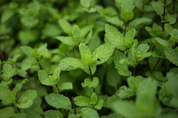 Green Creeping Charlie (Pilea nummulariifolia) leaf plant