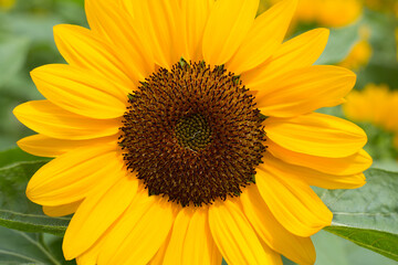Fototapeta premium Sunflowers on blurred sunny background 