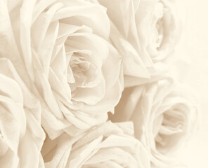  Beautiful white roses toned in sepia as wedding background. Soft focus. Retro style