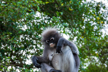 Portrait of dusky leaf monkey in thailand wilderness park 
