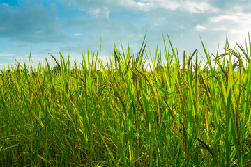 Fototapeta premium green rice,Rice crop in the sunshine 