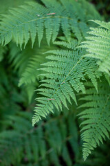 Sprigs of green fern close-up in the forest. Fern leaves background.