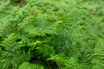 Background in the form of fern leaves. Fern thickets in the forest.