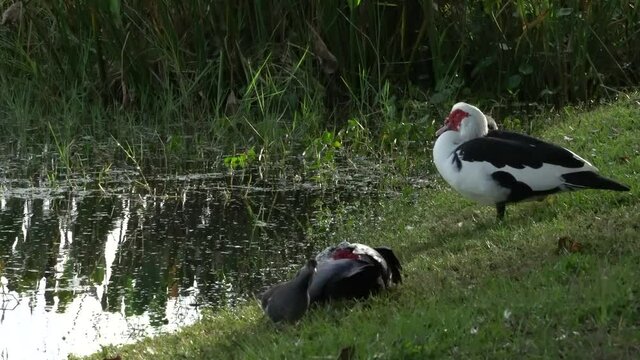 Wild Muscovy Ducks sunning and resting on the bank of a tropical pond; black and white Muscovy Ducks with red head, on west coast of Florida; medium view.