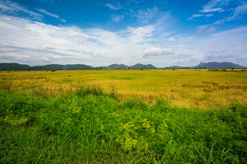Fototapeta na wymiar Rice field and sky background in the evening at sunset time with sun rays