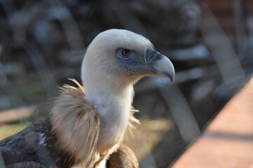 vulture