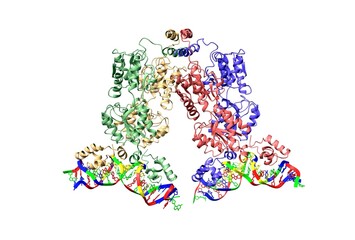 Lactose operon repressor of E. coli bound to 21-base pair symmetric operator DNA. 3D cartoon model, chain id color scheme, PDB 1lbg, white background