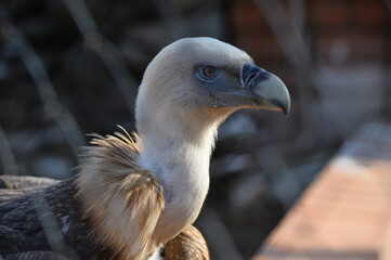 vulture