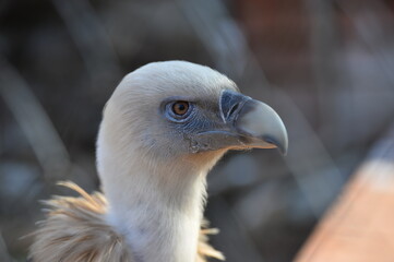 vulture