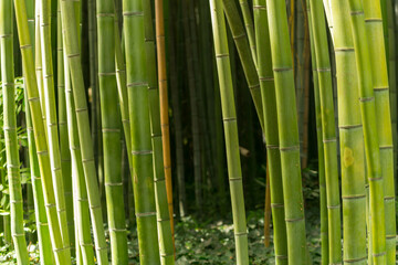bamboo forest in the south of france