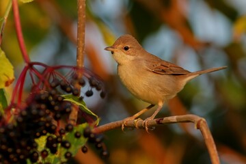 robin on a branch