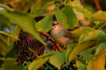 robin on a branch