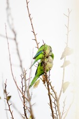 Quaker Parrot