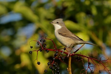 robin on a branch