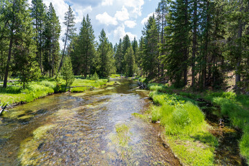 Obraz premium Green grass, trees, and rock line the Firehole River in Yellowstone National Park in Wyoming on a sunny summer day
