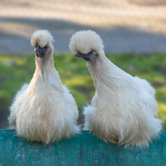 pollo silkie
