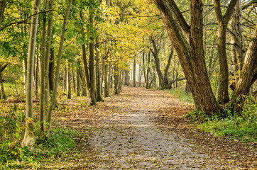 Meandering footpath through a forest environment on Brienenoord island in Rotterdam, The Netherlands in autumn