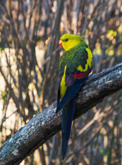 pajaro