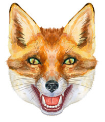 Fox head. Watercolor fox painting illustration isolated on white background