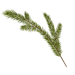 Green, realistic branch of fir. Fir branches. Isolated on white. Christmas vector illustration