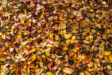 Yellow-red autumn leaves lie as a background on the ground. High quality photo