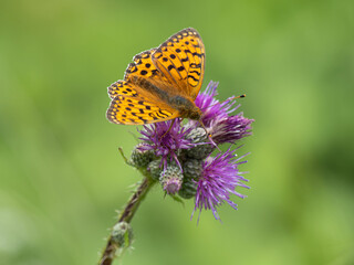Silver-washed Fritillary Feeding on Knapweed i